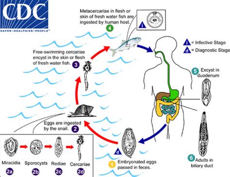 signs of flukes in adults